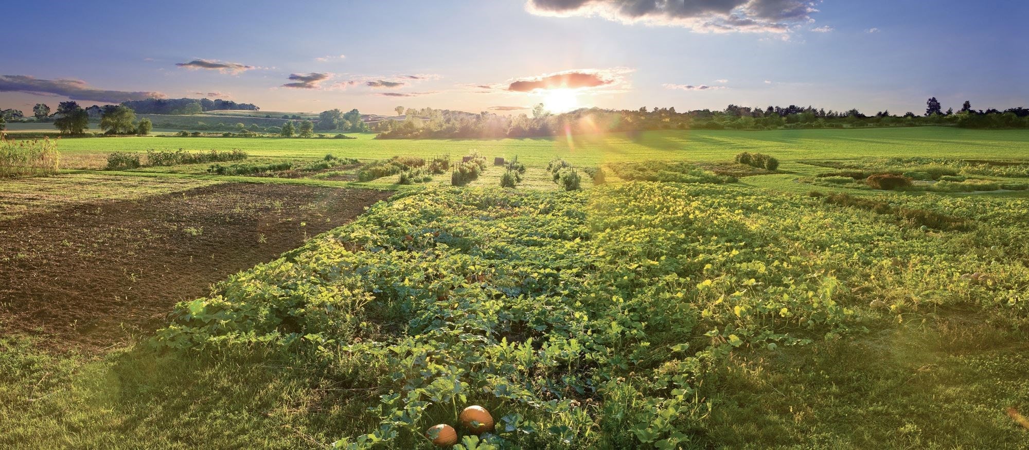 En Sub-Zero, Wolf y Cove, aspiramos a ser líderes tanto en la conservación de alimentos como en la de nuestro planeta.